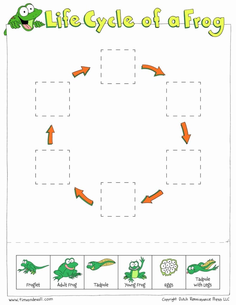 50 Frogs Life Cycle Worksheet