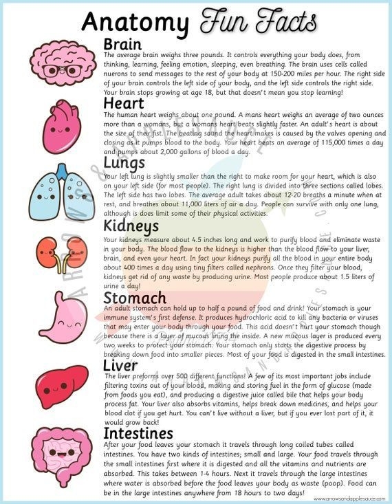 Anatomy And Physiology Printable Notes Anatomy Worksheets