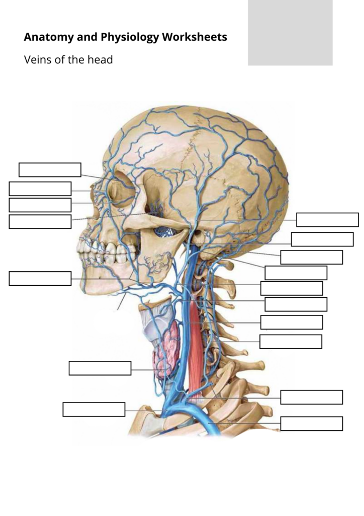 Anatomy And Physiology Worksheets Printable Worksheets