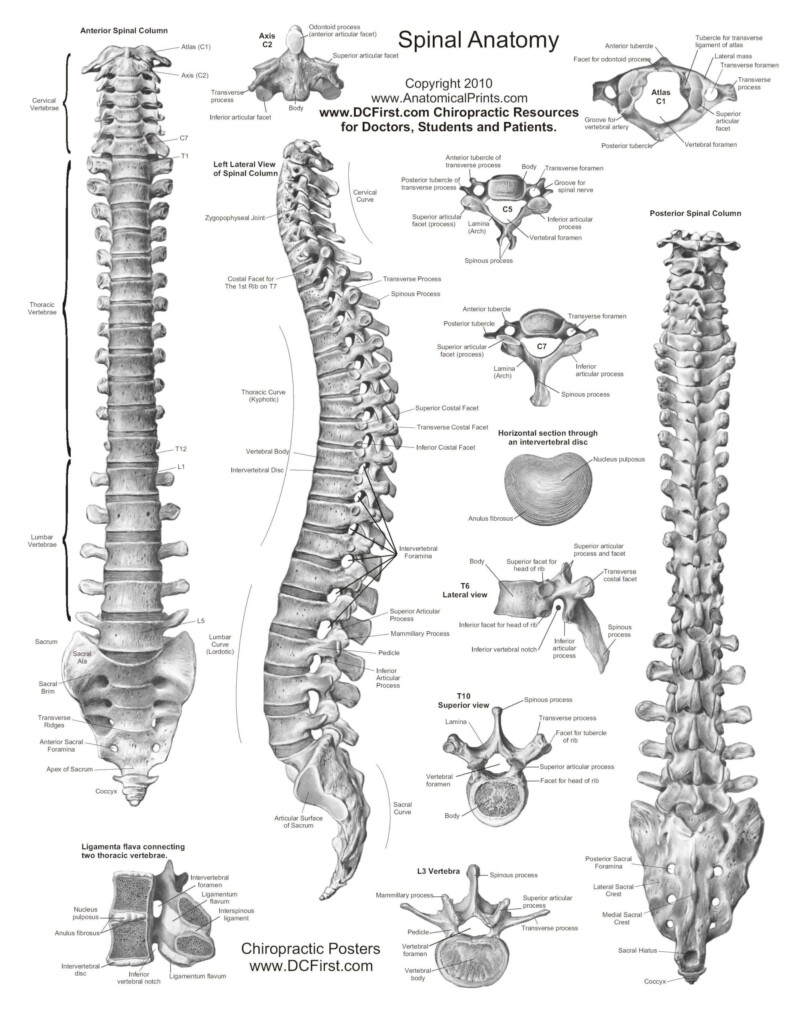 Anatomy Charts Free Printable Anatomy Worksheets