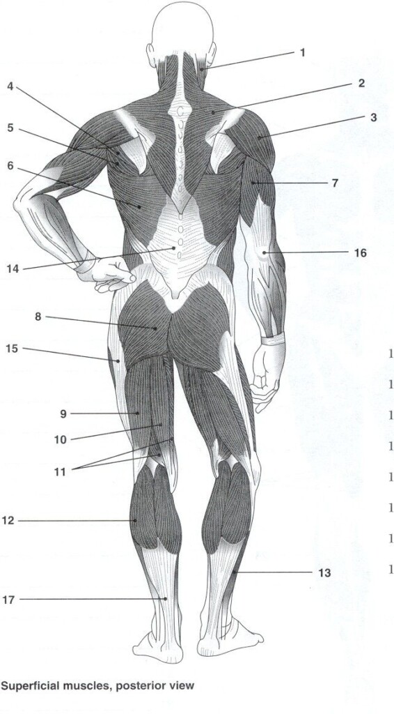 Anatomy Muscle Labeling Worksheet Anatomy Worksheets
