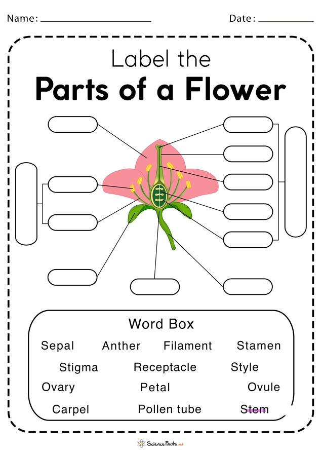 Anatomy Of A Flower Worksheet Anatomy Worksheets