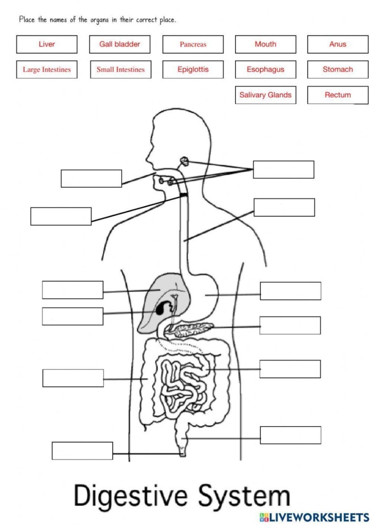 Digestive System Exercise For Grade 6 Live Worksheets Worksheets 