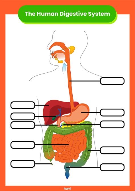 Digestive System Printables Worksheets Library