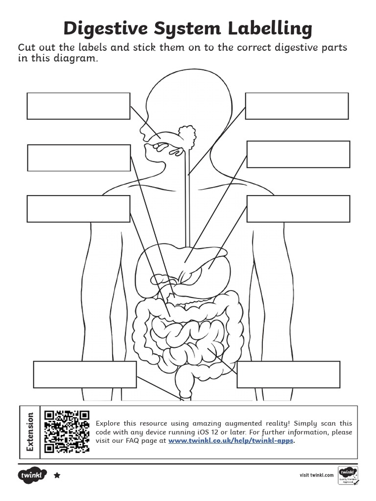 Digestive System Worksheet PDF Worksheets Library