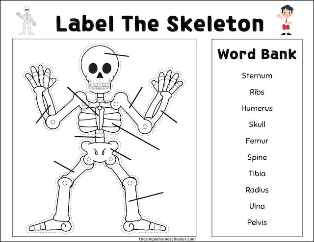 Free Fun Assemble A Skeleton Printables Easy Print The