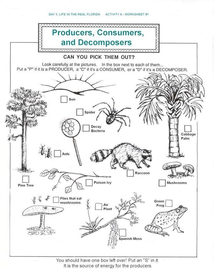 Free Printable Ecosystem Worksheets Pdf Printable Worksheets