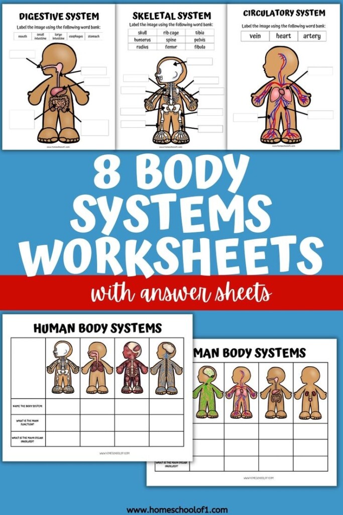 Free Printable Human Body Systems Worksheets For Kids Body Systems 