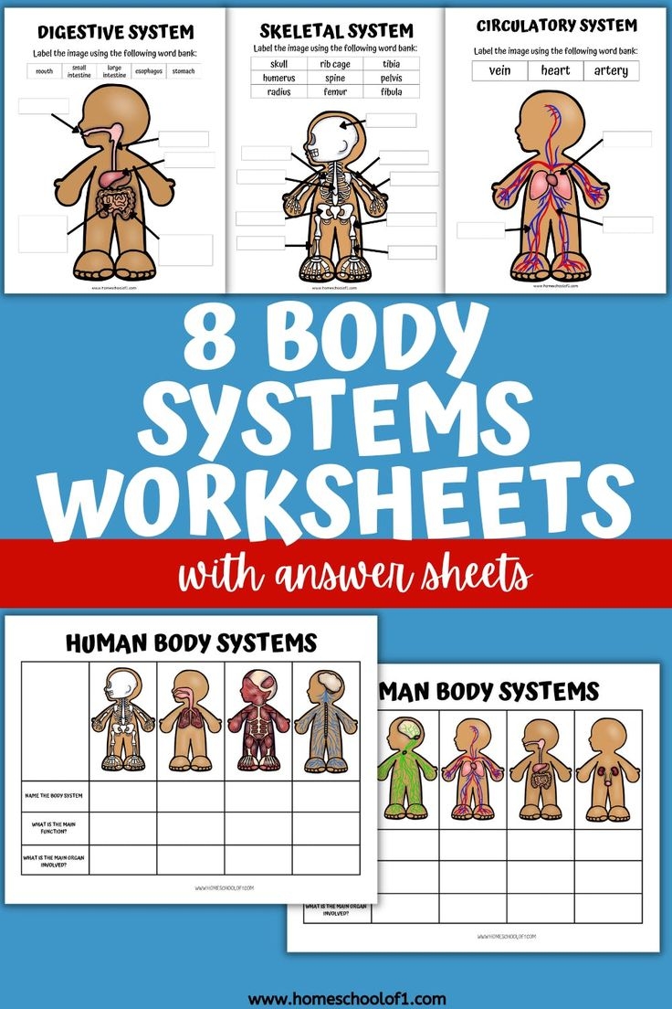 Free Printable Human Body Systems Worksheets For Kids Body Systems