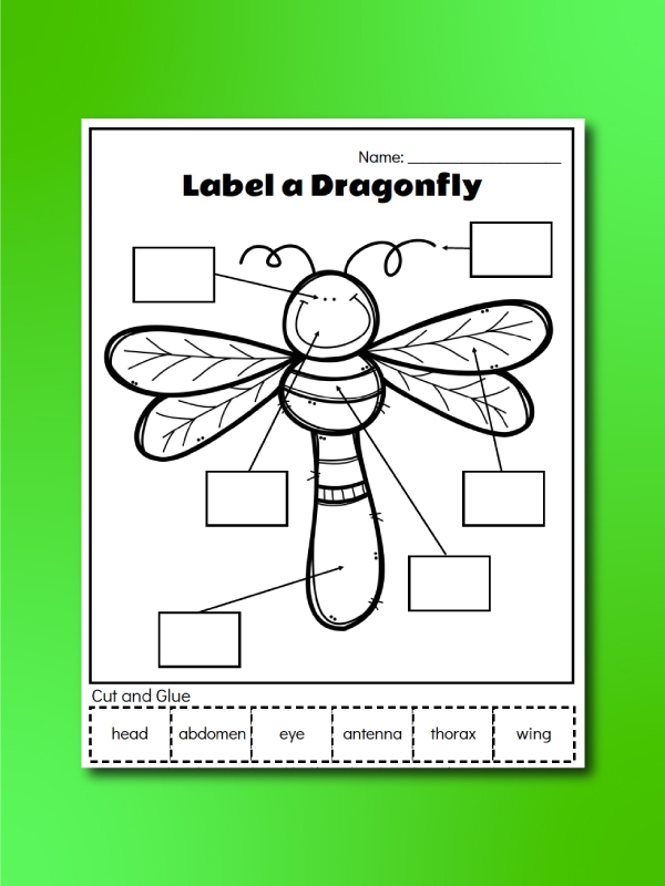 Free Printable Insect Worksheets For Preschool Worksheets Library