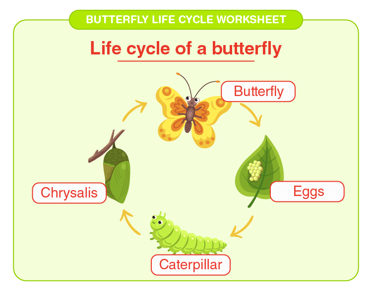 Free Printable Life Cycle Of A Butterfly Worksheet Worksheets Library