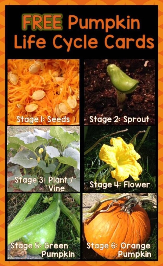 Free Printable Pumpkin Life Cycle Worksheet Printable Calendars AT A 