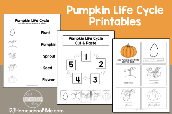 Free Printable Pumpkin Life Cycle Worksheet S Vrogue co