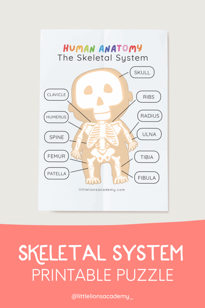 Free Printable Skeletal System Worksheets Printable New Year Banners