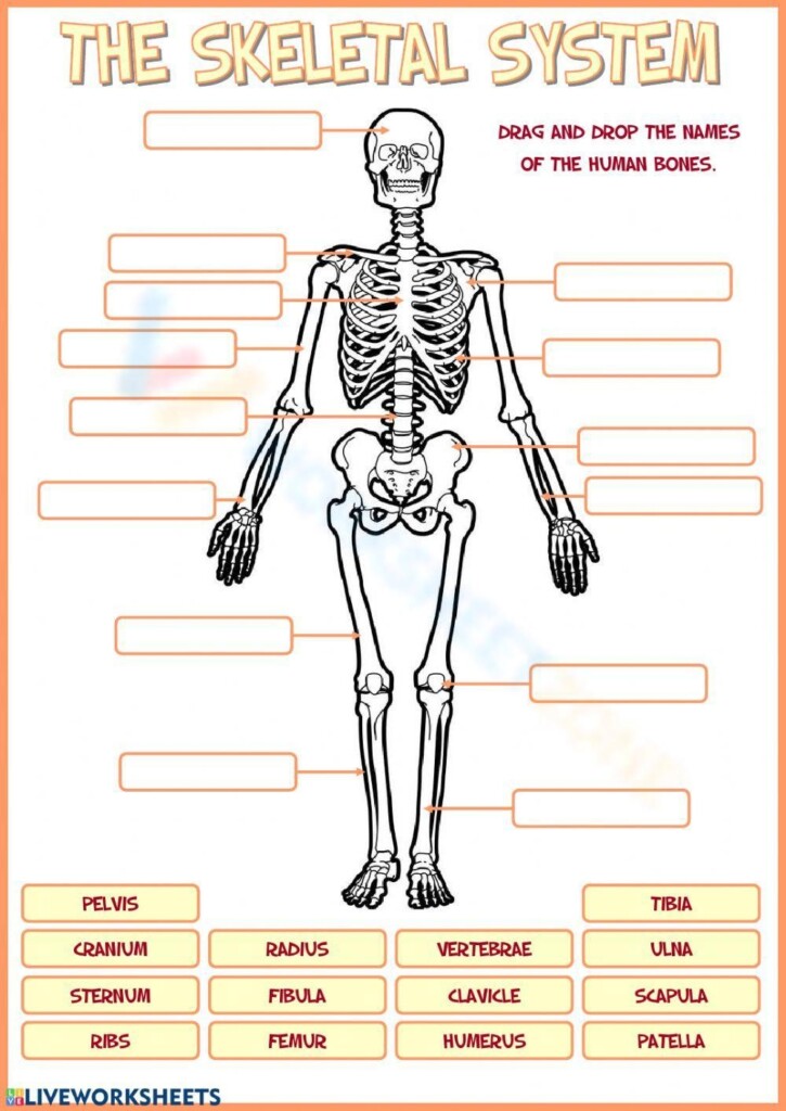 Free Printable Skeleton Worksheet Download Free Printable Skeleton 