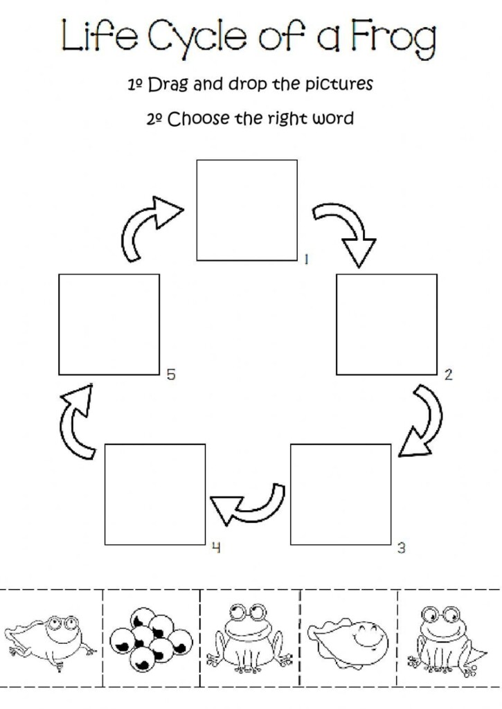 Frog Life Cycle Worksheet Frog Life Cycle Interactive Worksheet 