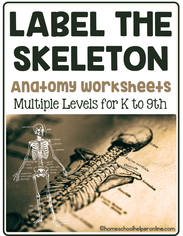 Human Anatomy Skeleton Labeling Worksheets In 3 Levels Worksheets 
