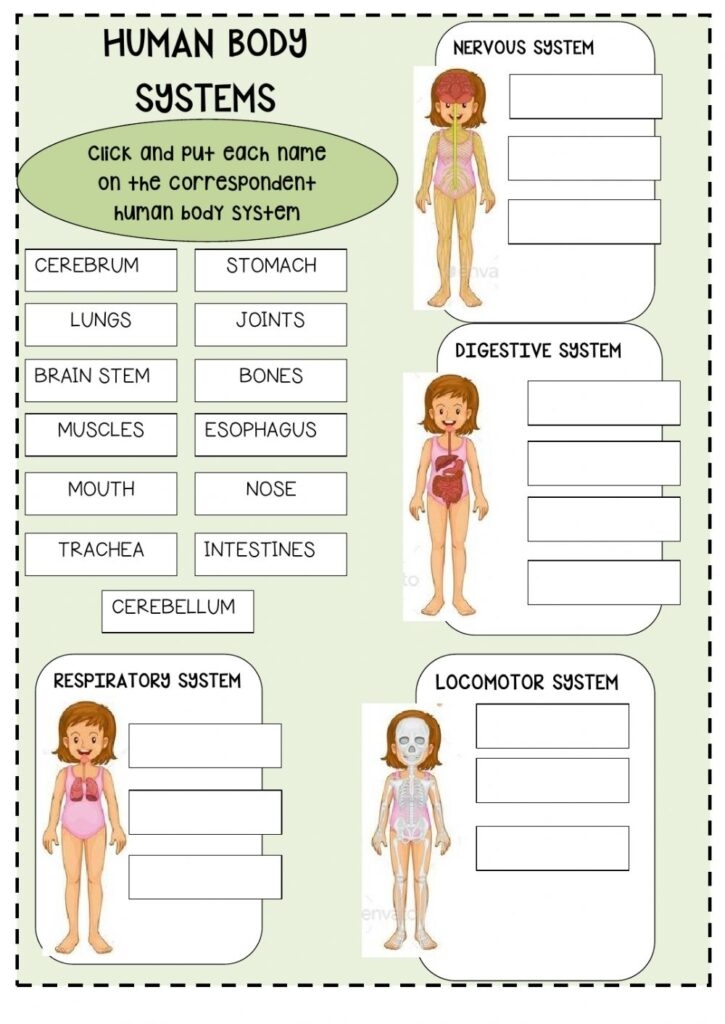 Human Body Systems Worksheets Pdf Printable Worksheets