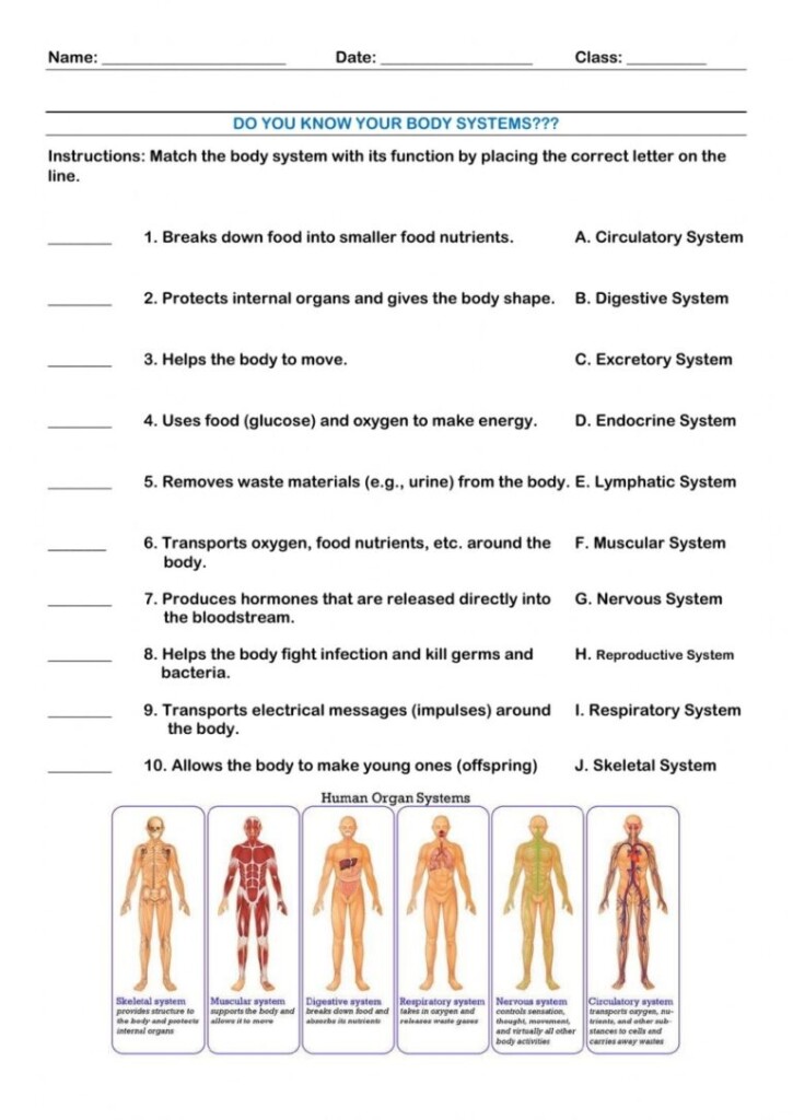 Human Body Systems Worksheets Pdf Printable Worksheets