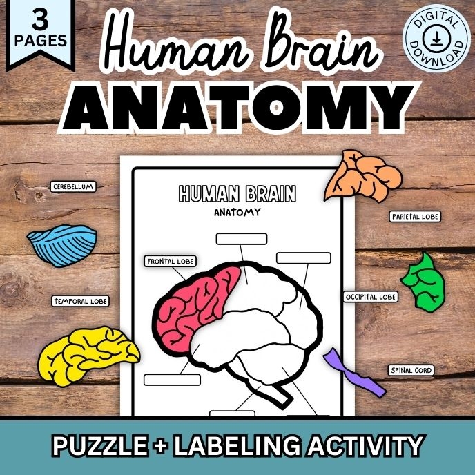 Human Brain Anatomy For Kids Printable Worksheet Activity Puzzle Human Brain Anatomy For Kids Printable Worksheet Activity Puzzle
