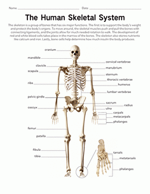 Human Skeletal System Worksheet Education Worksheets Library