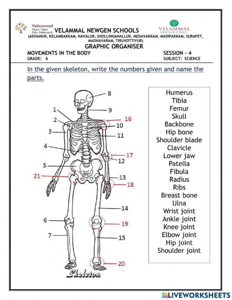 Human Skeleton Labelling Cut And Paste Kids Puzzles And Games 