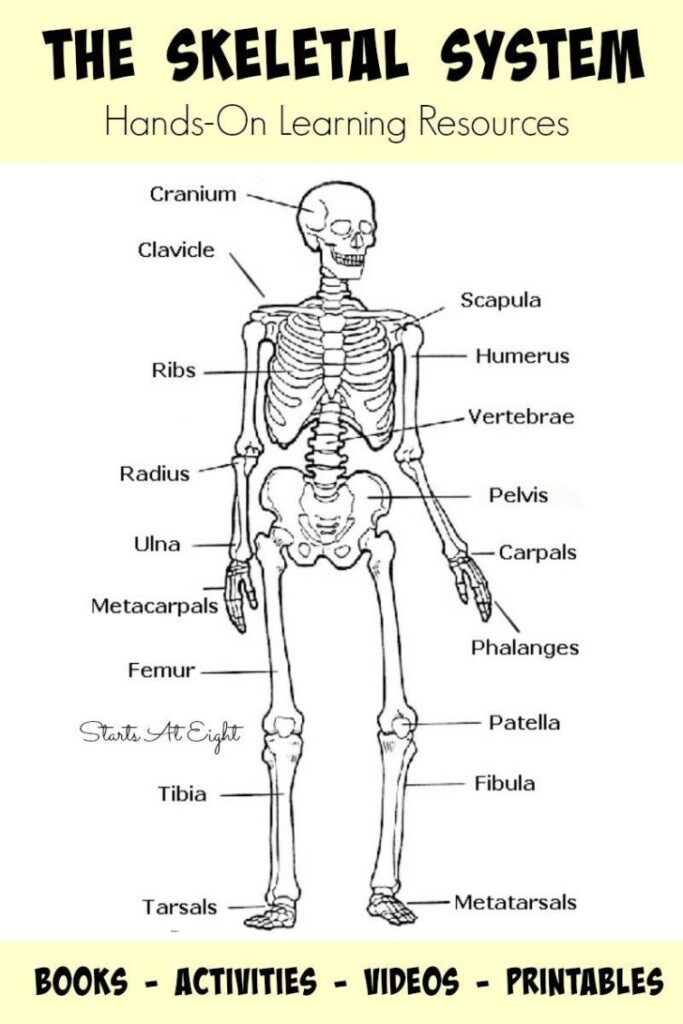 Human Skeleton Printable Worksheet Peggy Worksheets