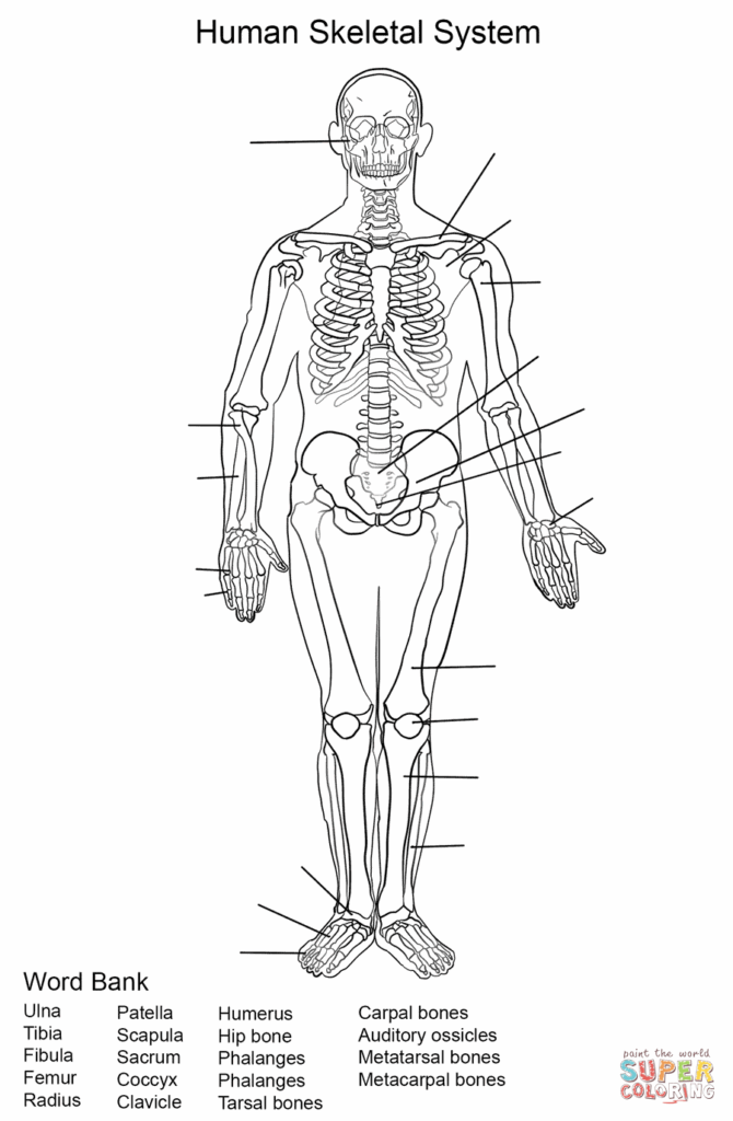 Human Skeleton Printable Worksheet Peggy Worksheets