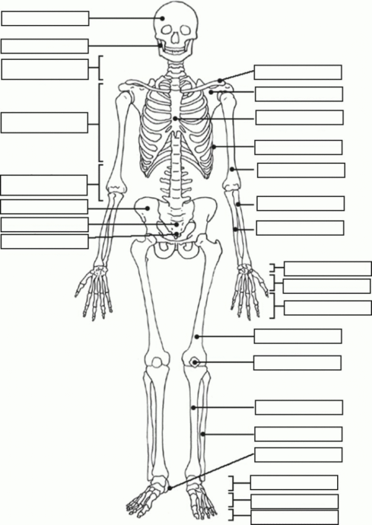 Human Skeleton Quiz Printable Tenderness co Human Skeleton 
