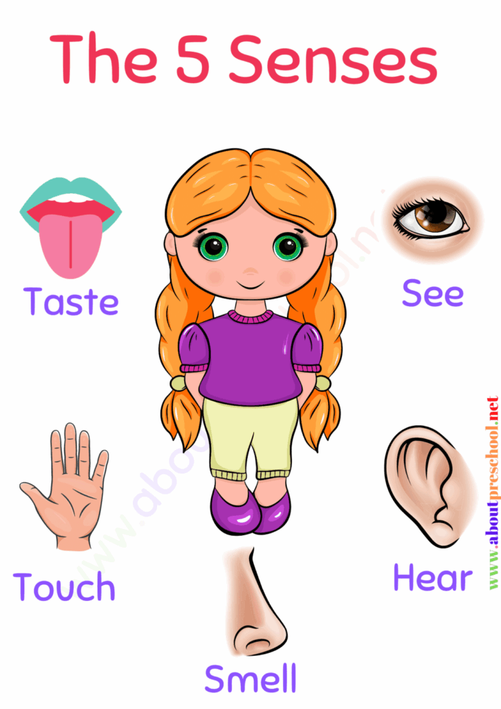 Kindergarten 5 Senses Worksheets Free Printable Templates