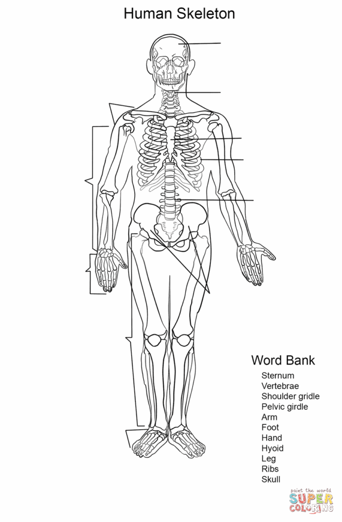 Label The Skeleton Worksheet Free Esl Printable Worksheets Made 
