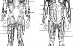 Muscular System Labeling Worksheet Printable Worksheets