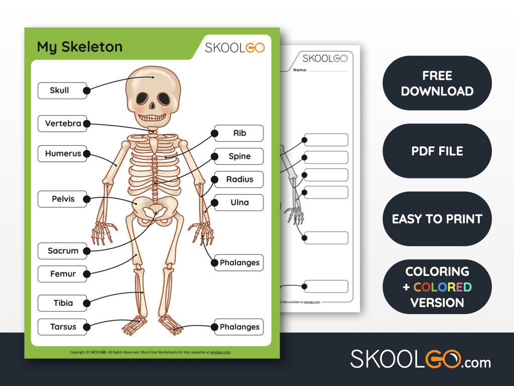 My Skeleton Free Worksheet SKOOLGO Worksheets Library