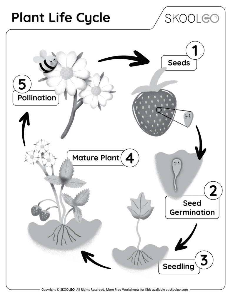 Plant Life Cycle Free Worksheet SKOOLGO