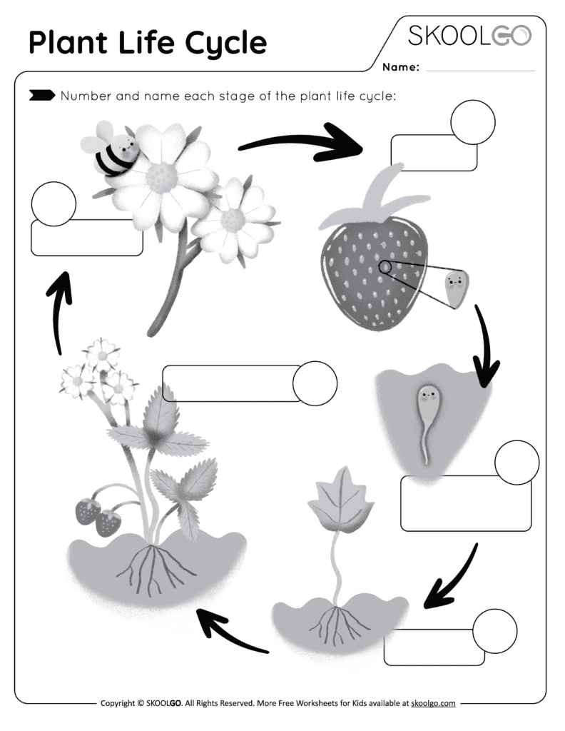 Plant Life Cycle Free Worksheet SKOOLGO