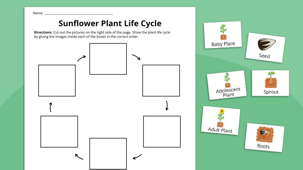 Plant Life Cycle Worksheet Bundle Free Printables Athena News