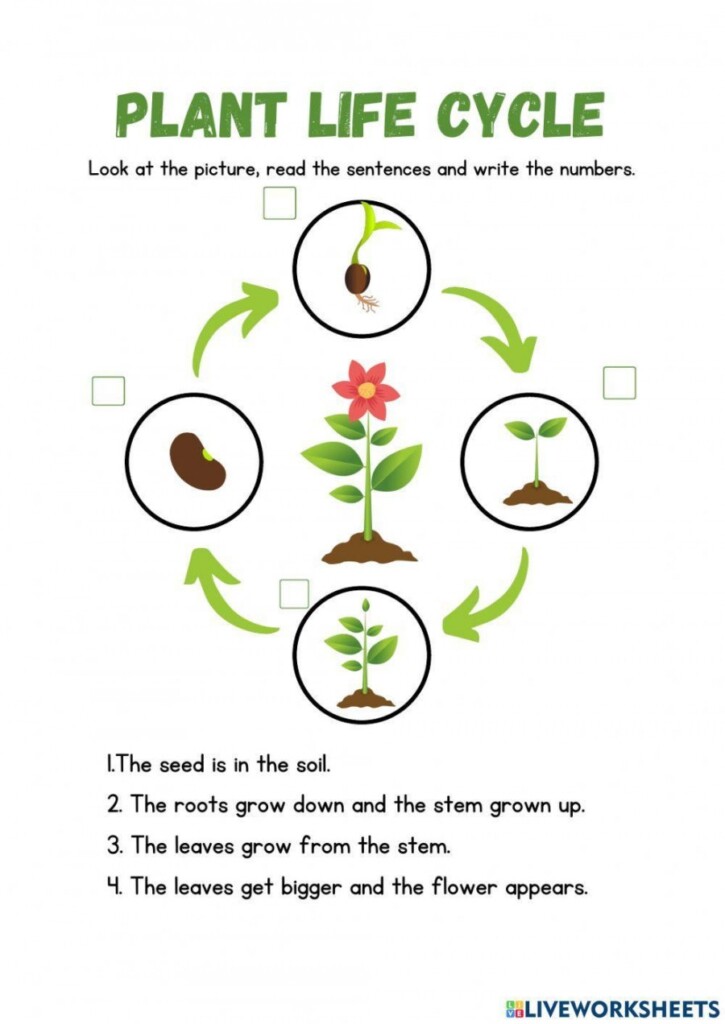 Plant Life Cycle Worksheet Printable PDF Template