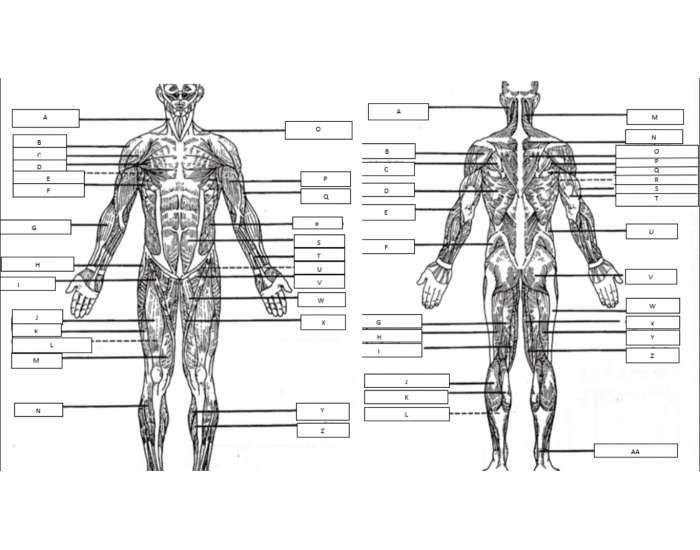 Posterior Muscle Labeling Printable Worksheet Worksheets Library