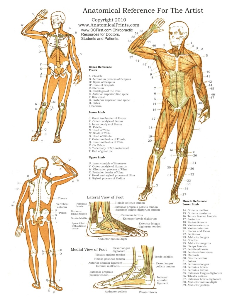 Printable Anatomy Pictures Anatomy Worksheets