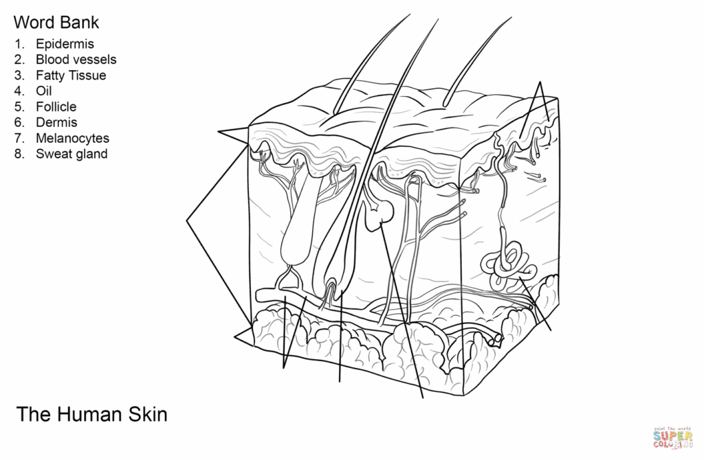 Printable Blank Skin Diagram Worksheet