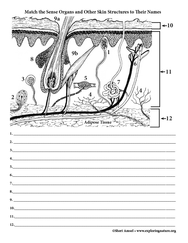 Printable Blank Skin Diagram Worksheet