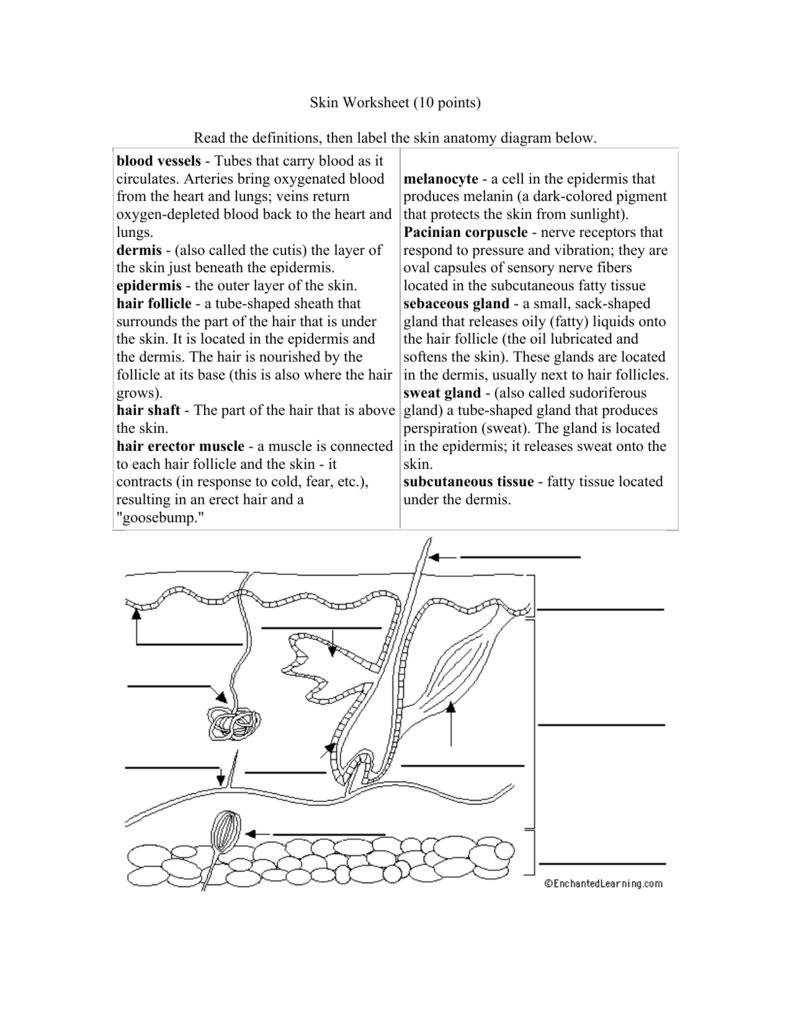 Printable Blank Skin Diagram Worksheet