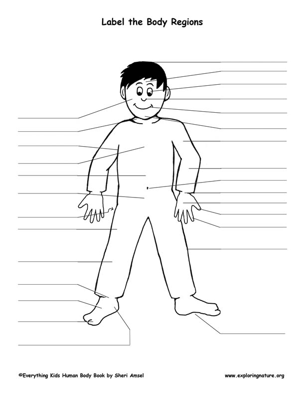 Printable Body Regions Labeling Worksheet