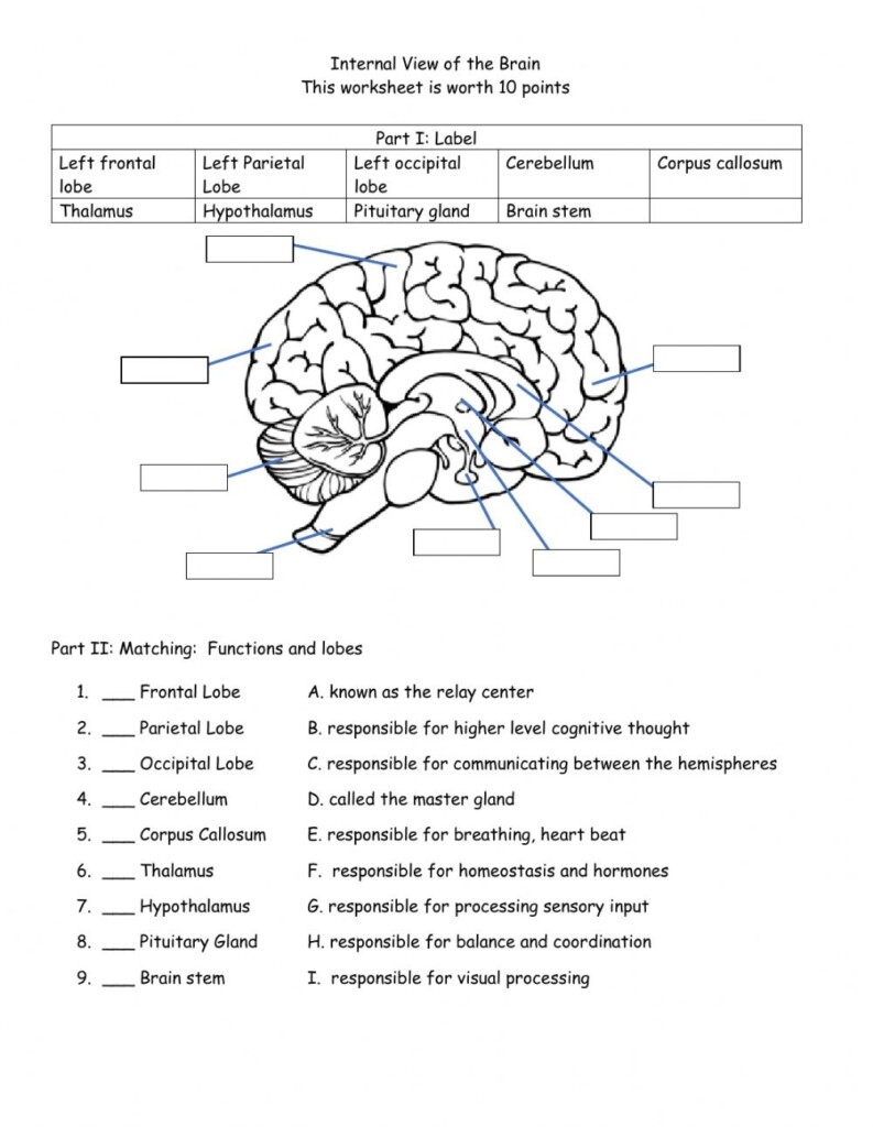 Printable Brain Anatomy Worksheet Anatomy Worksheets Printable Brain Anatomy Worksheet Anatomy Worksheets