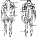 Printable Muscle Labeling Worksheet Anatomy Worksheets