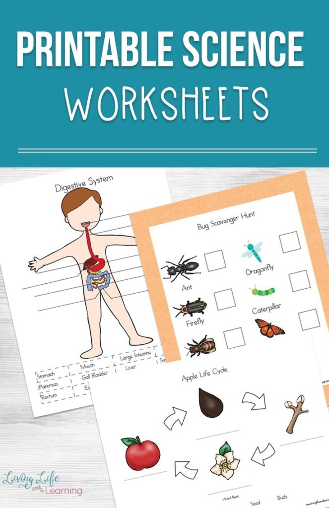 Printable Science Worksheets For Kids Printable Worksheets