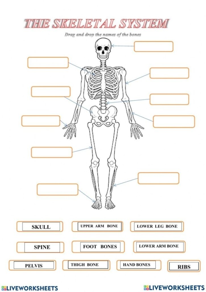Skeletal System Diagram Worksheets Pdf Printable Worksheets