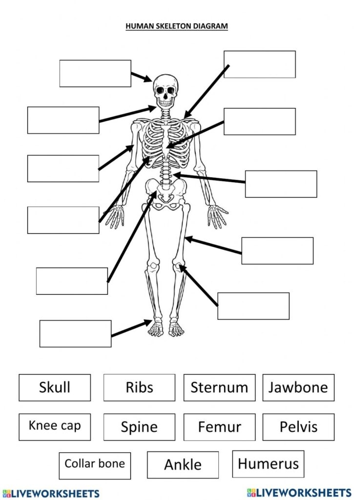Skeletal System Diagram Worksheets Pdf Printable Worksheets