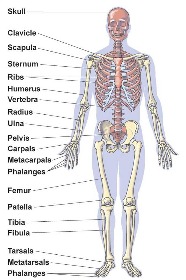 Skeletal System Worksheets Biological Science Picture Directory 
