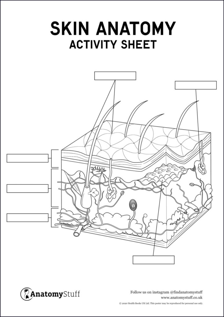 Skin Anatomy Activity Sheet PDF Worksheets Library